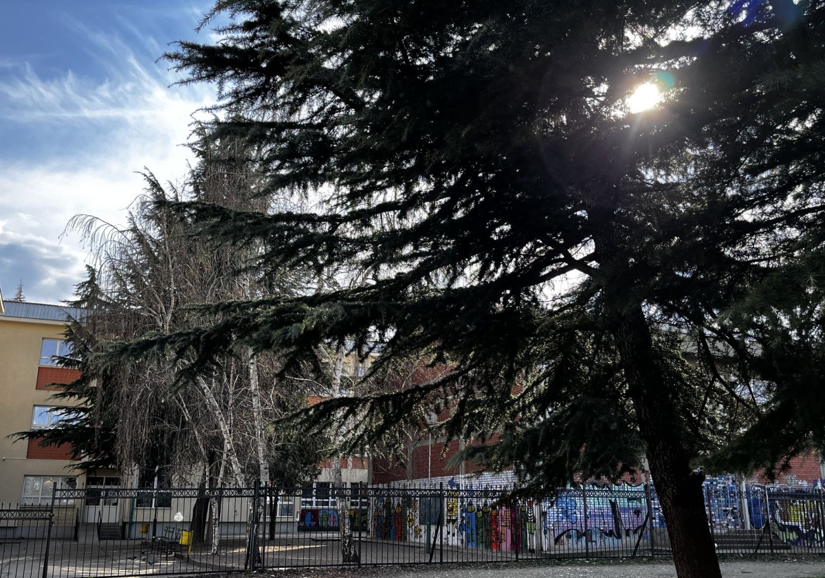 The garden of Vlado Tasevski.